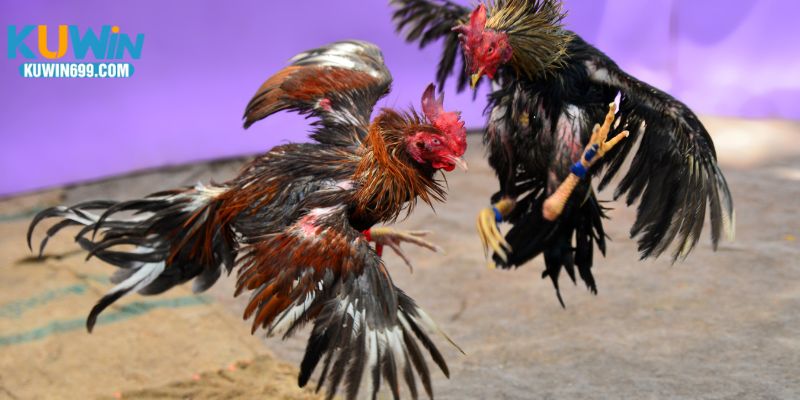 Sân chơi trực tuyến đỉnh cao, minh bạch và sôi động