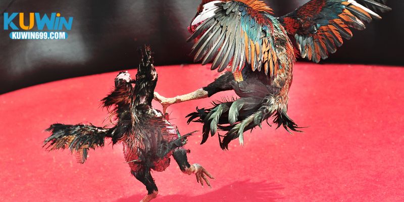 Biểu tượng chiến thắng của đội nhà, nổi bật với sự tự tin chinh phục mọi trận đấu