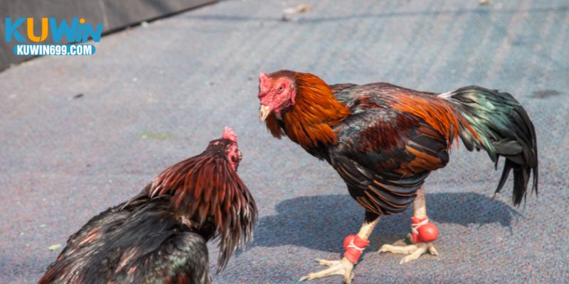 Tỷ lệ cược linh hoạt phản ánh sức mạnh chiến kê