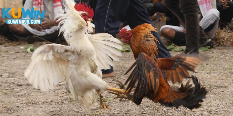 Đôi nét về đá gà C5 tại nhà cái