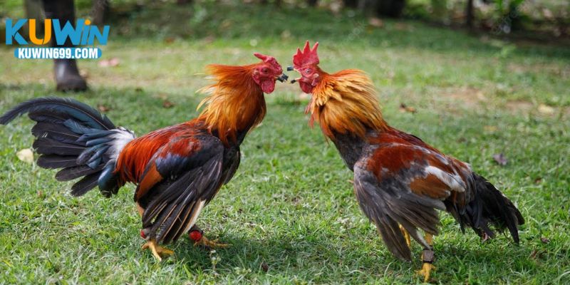 Kinh nghiệm chơi đá gà trực tiếp C5